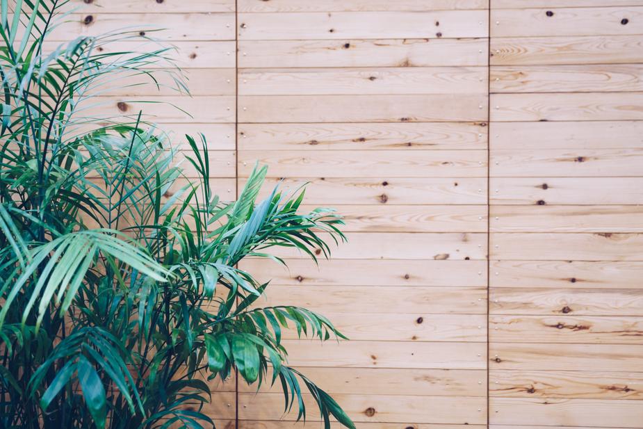 a plant that is in front of a wooden door 
