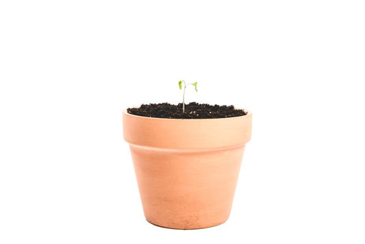 a potted plant is sitting in a flower pot 